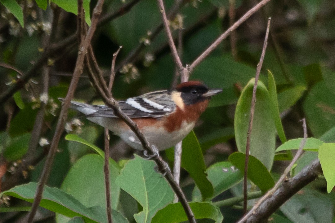 Bay-breasted Warbler - ML620468358