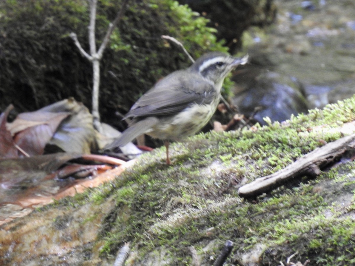 Louisiana Waterthrush - ML620468359