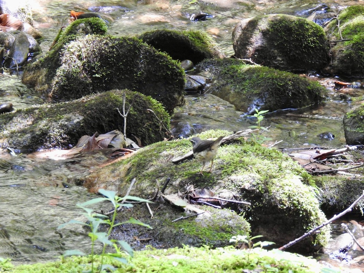 Louisiana Waterthrush - ML620468360