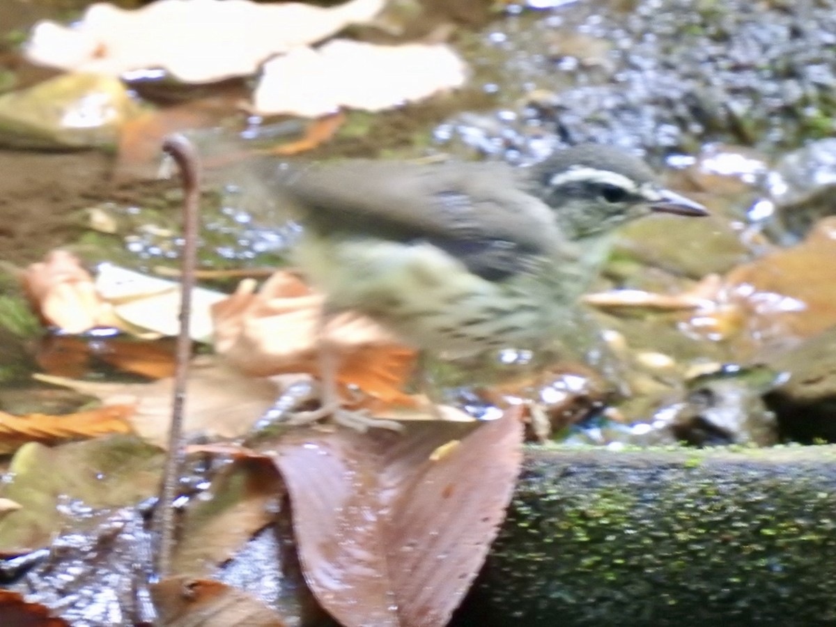 Louisiana Waterthrush - ML620468361