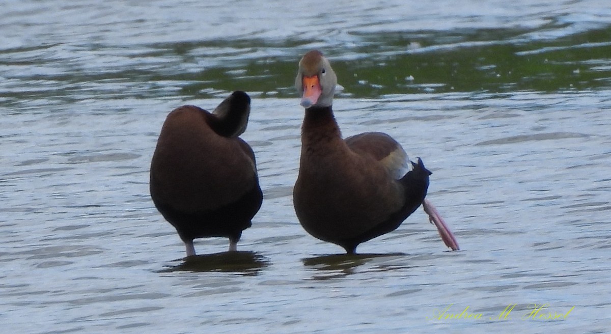 Black-bellied Whistling-Duck - ML620468363