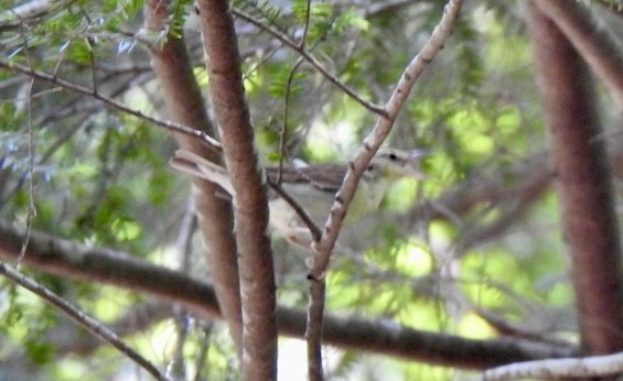 Swainson's Warbler - ML620468364