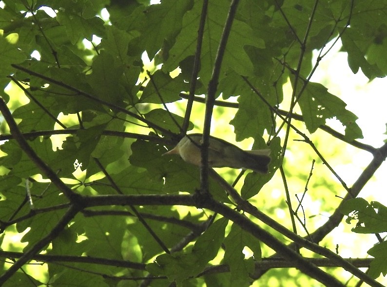 Swainson's Warbler - ML620468365