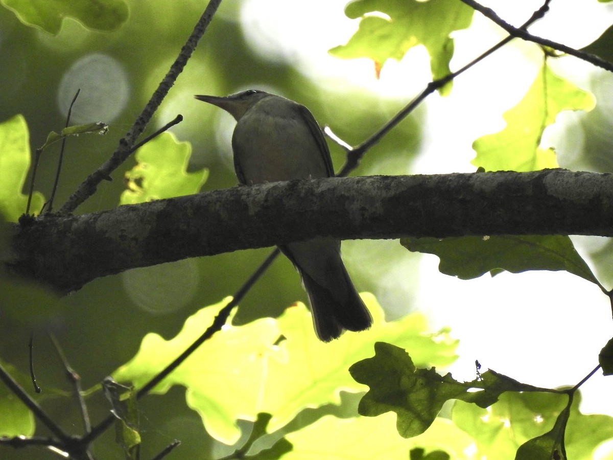 Swainson's Warbler - ML620468366