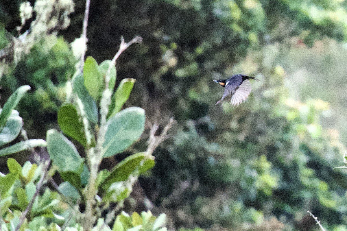 Moustached Flowerpiercer - ML620468368