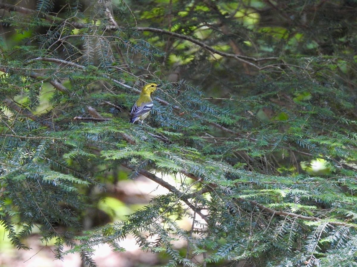 Black-throated Green Warbler - ML620468369