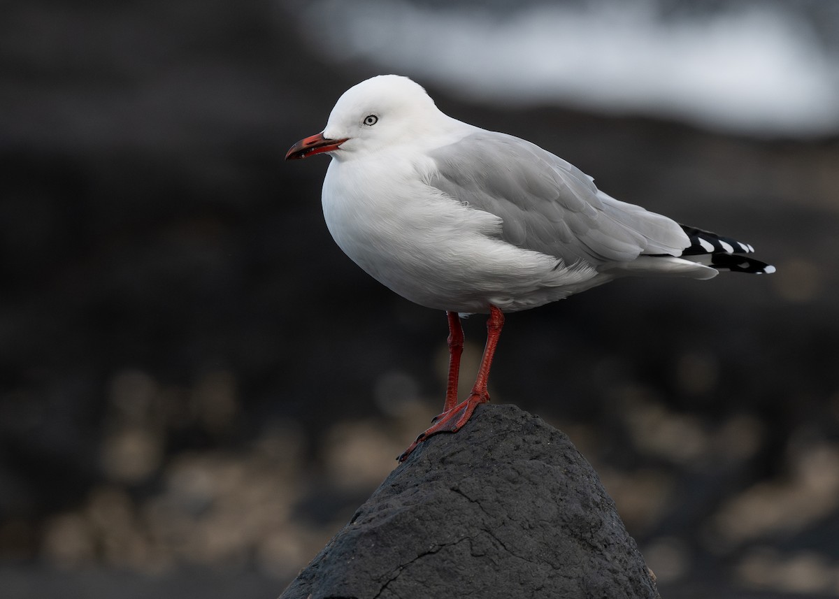 Gaviota Plateada (neozelandesa) - ML620468374