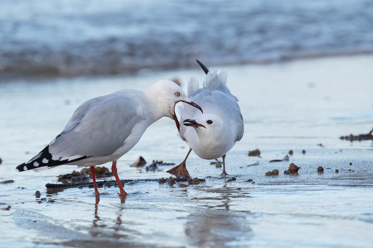 Gaviota Plateada (neozelandesa) - ML620468377