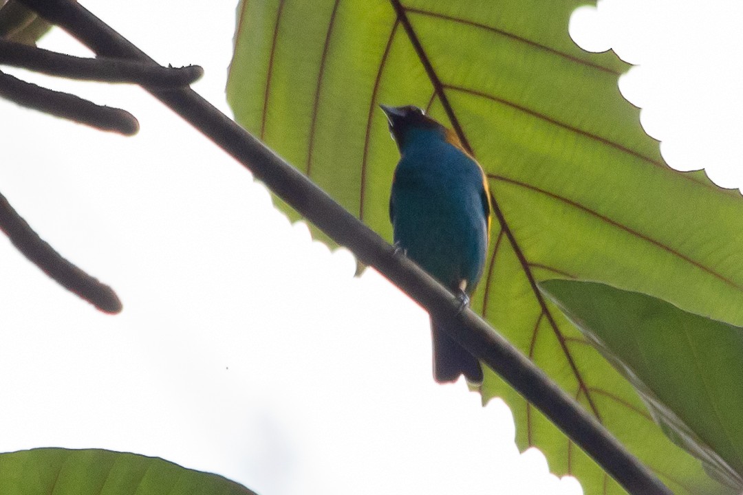 Bay-headed Tanager - ML620468378