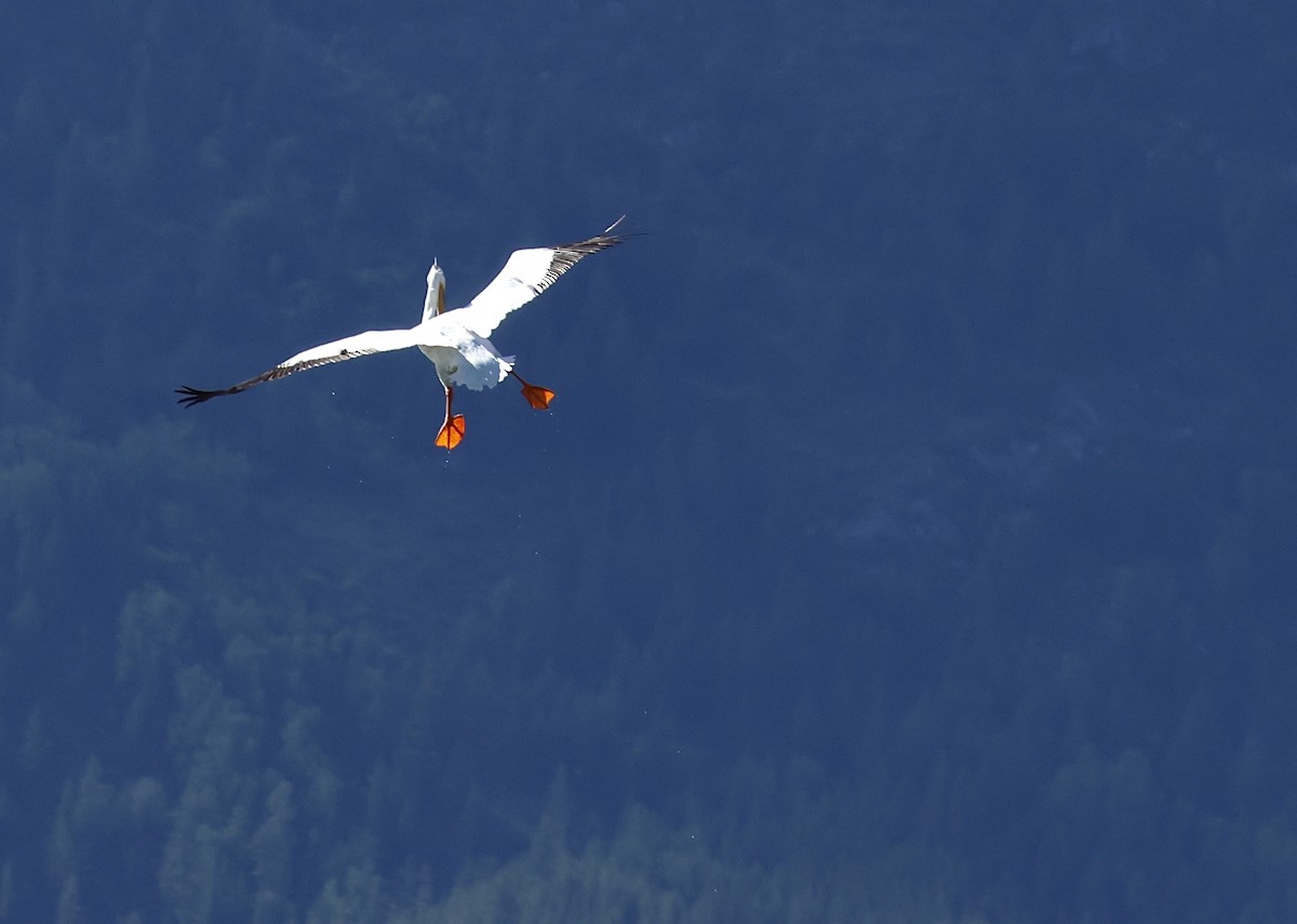 American White Pelican - ML620468379