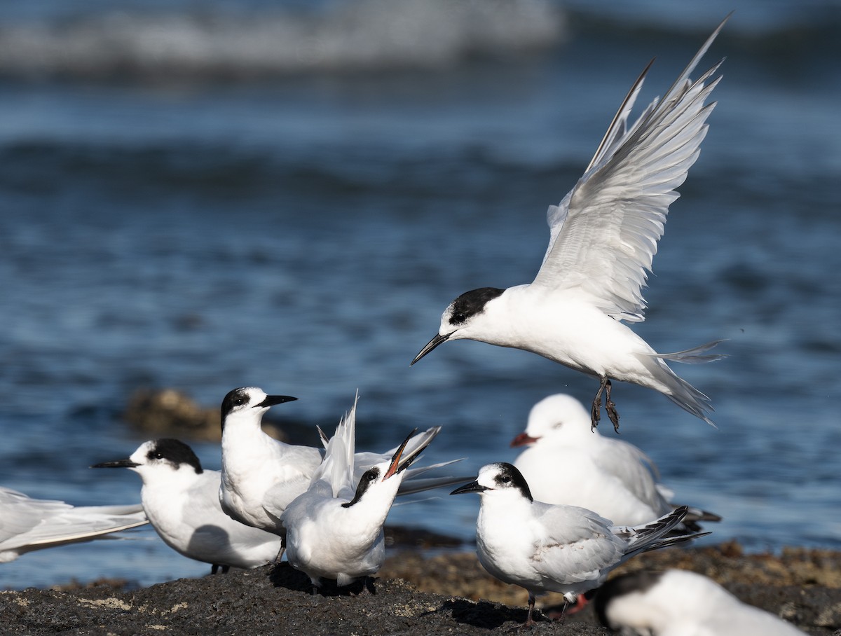 White-fronted Tern - ML620468381