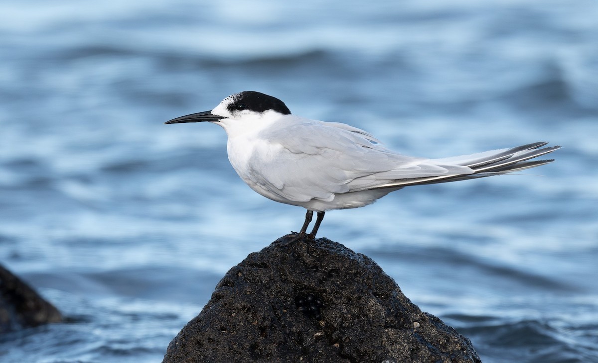 White-fronted Tern - ML620468382