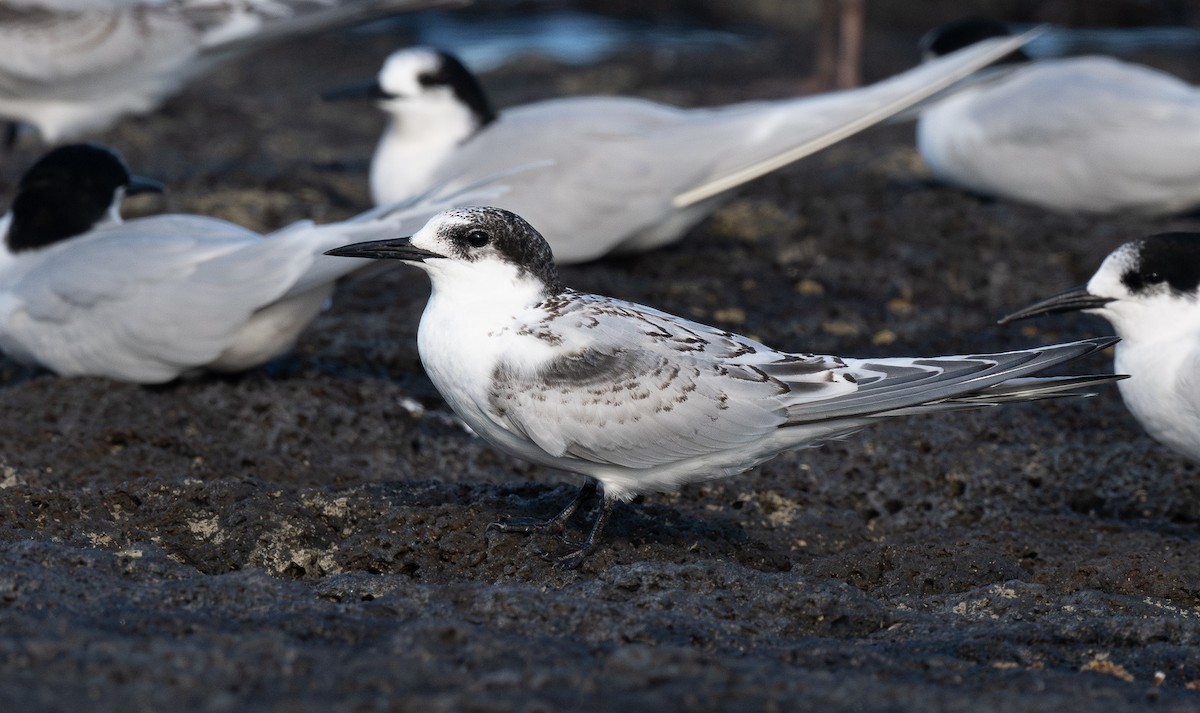 White-fronted Tern - ML620468383