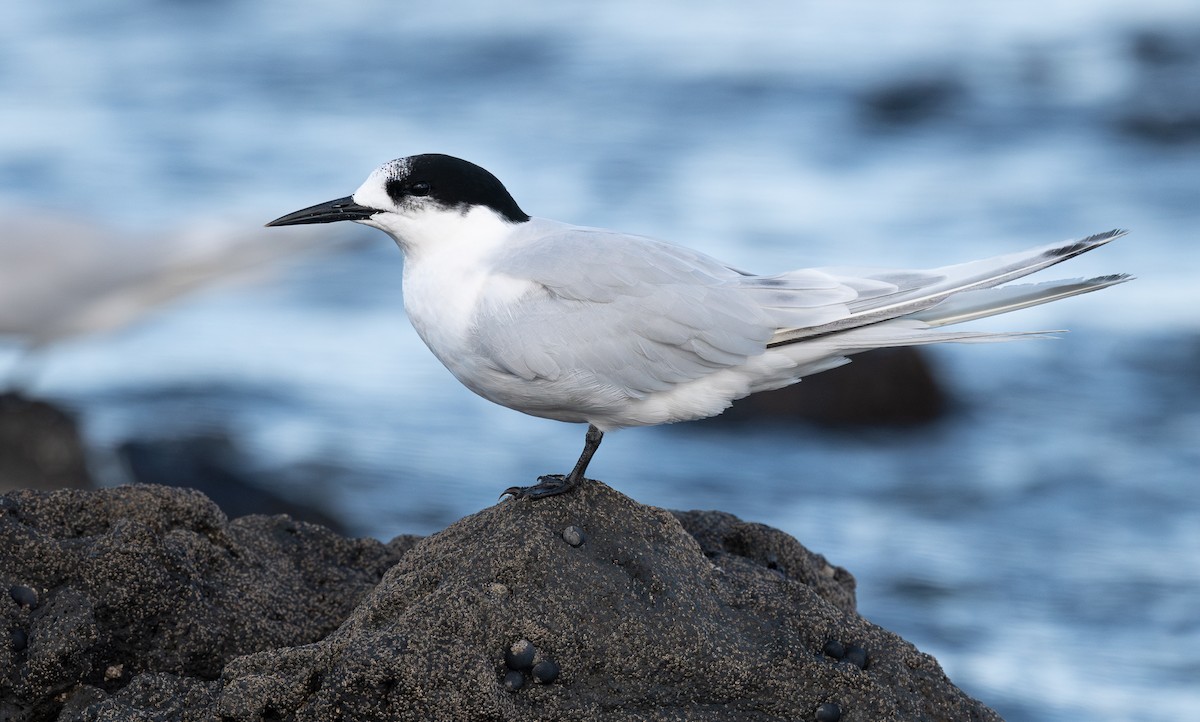 White-fronted Tern - ML620468384