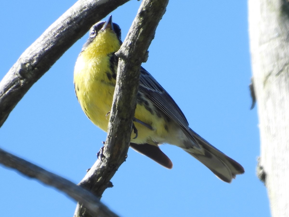 Kirtland's Warbler - ML620468386