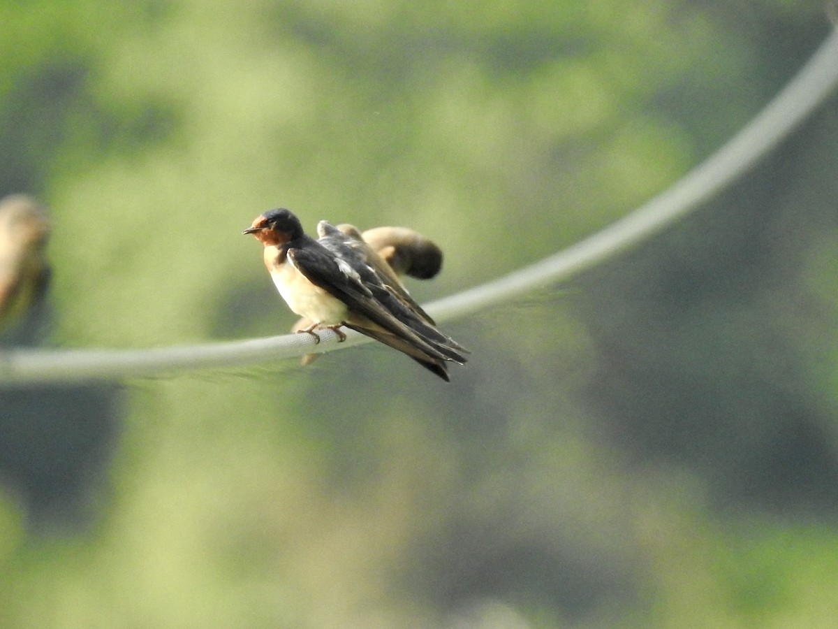 Barn Swallow - ML620468389