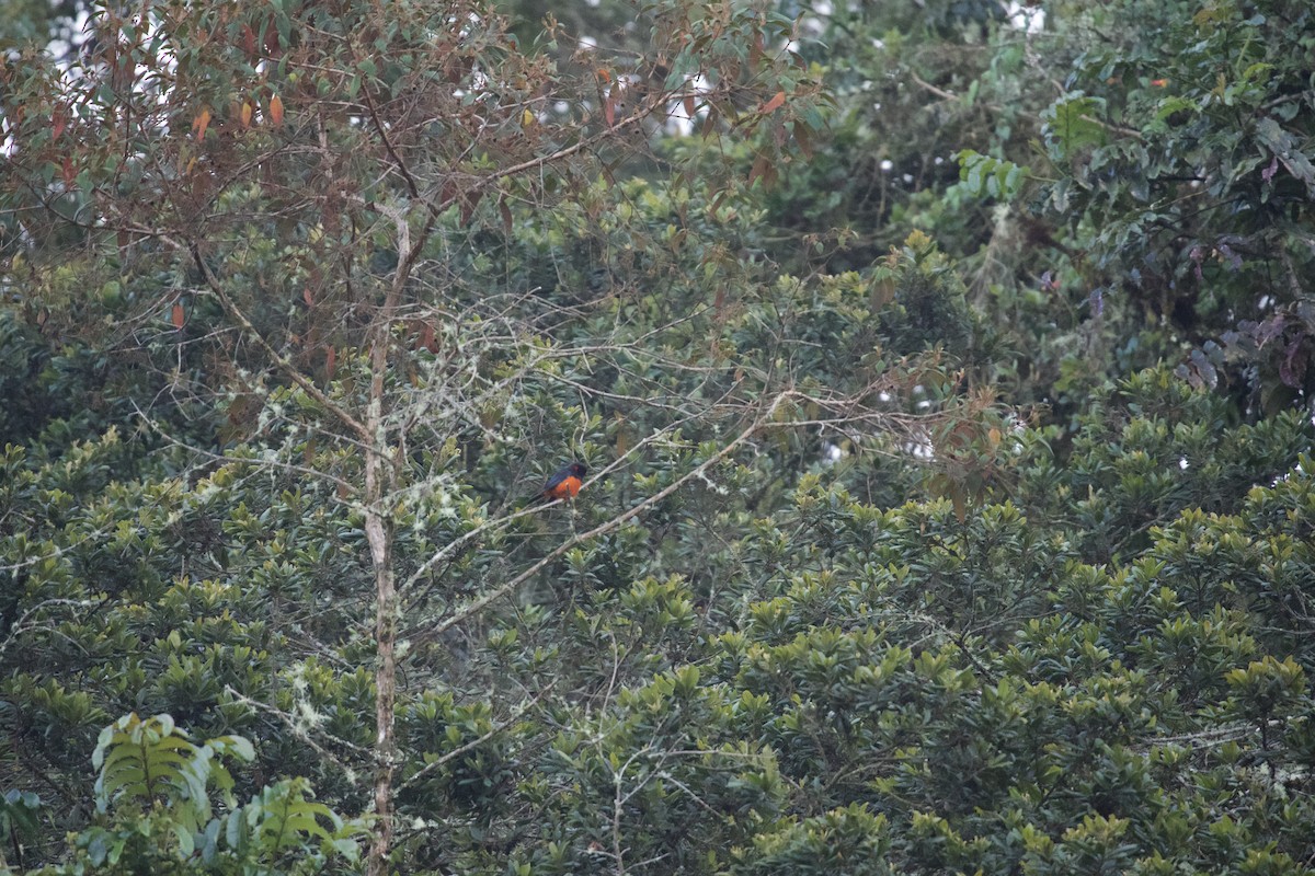 Scarlet-bellied Mountain Tanager - ML620468391