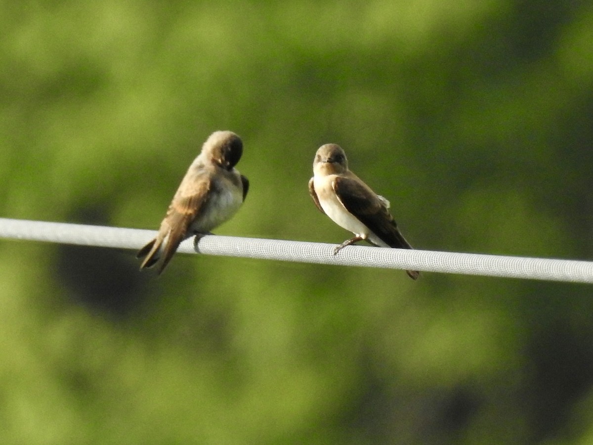 Northern Rough-winged Swallow - ML620468393