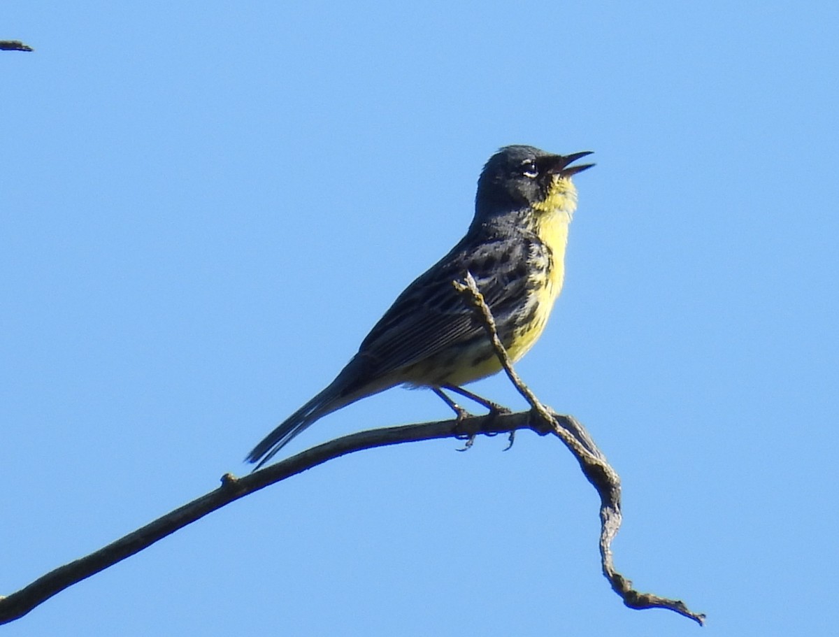 Kirtland's Warbler - ML620468394