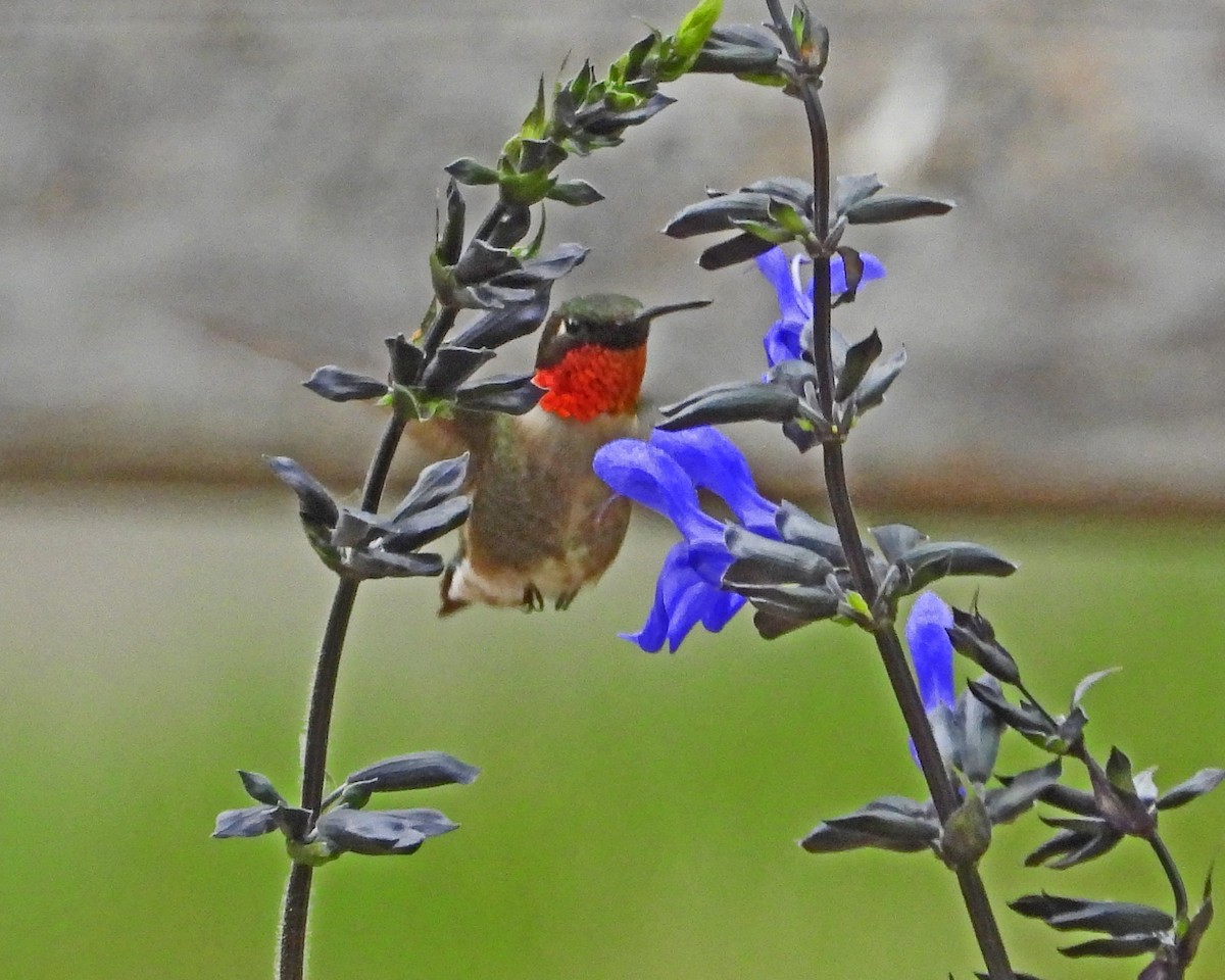 Colibrí Gorjirrubí - ML620468397