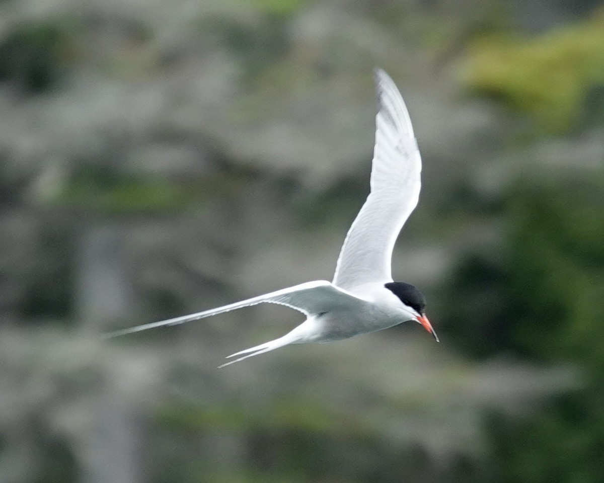 Common Tern - ML620468398