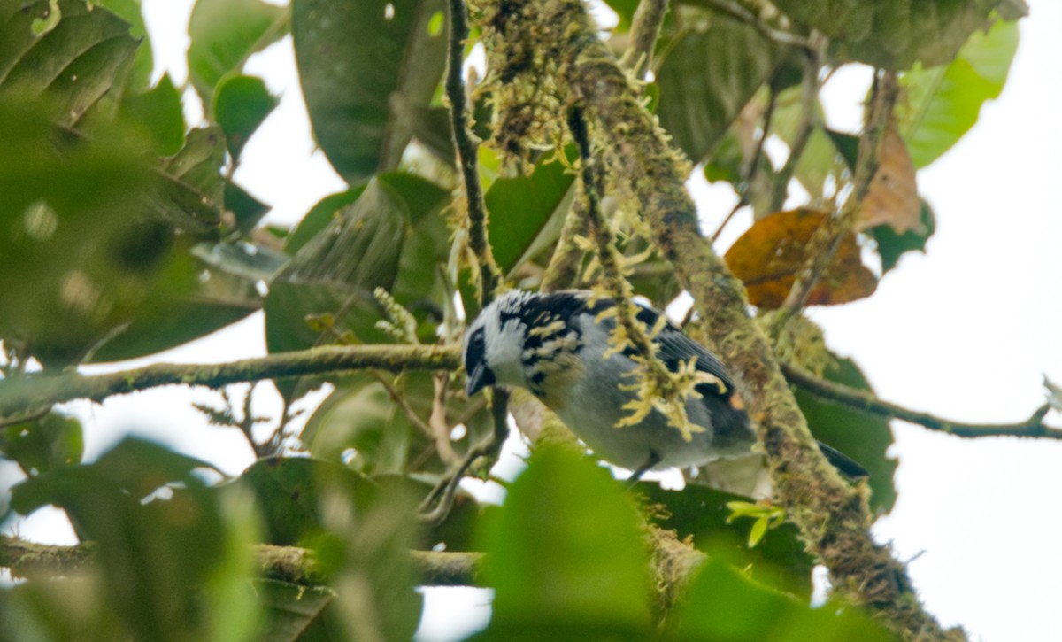 Gray-and-gold Tanager - ML620468399