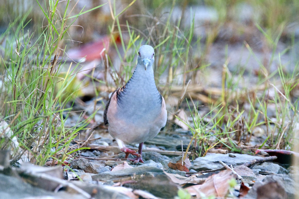 Bar-shouldered Dove - ML620468402