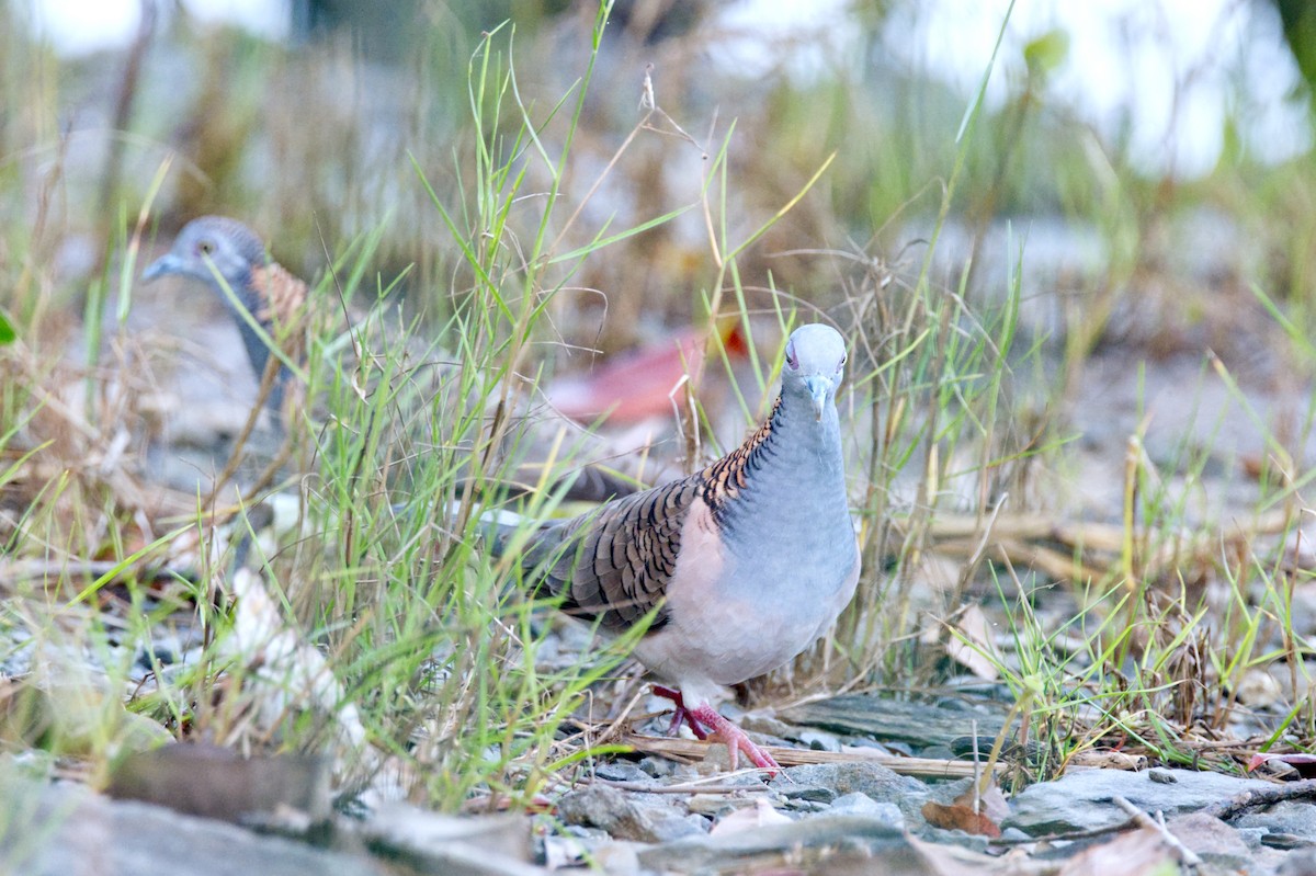 Bar-shouldered Dove - ML620468404