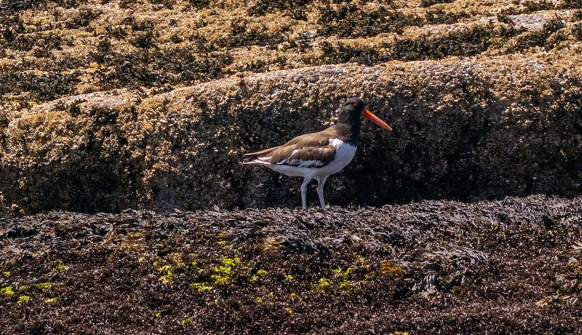 American Oystercatcher - ML620468408