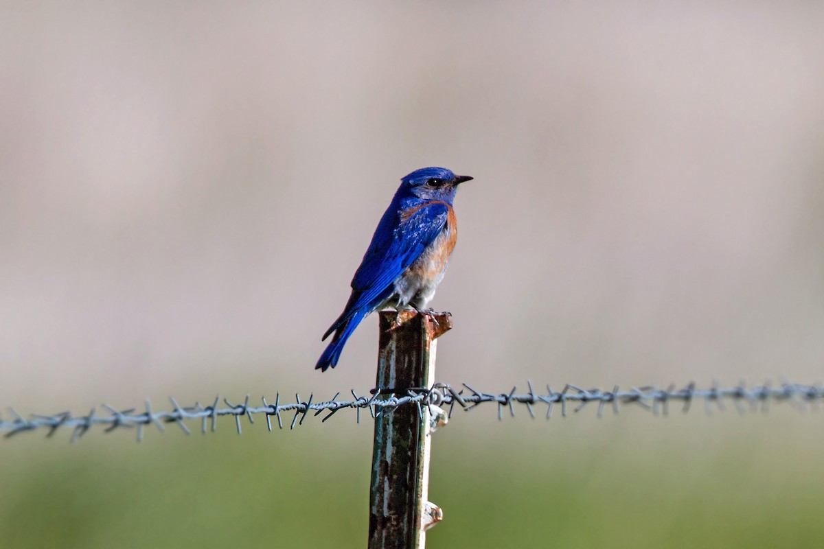 Western Bluebird - ML620468409