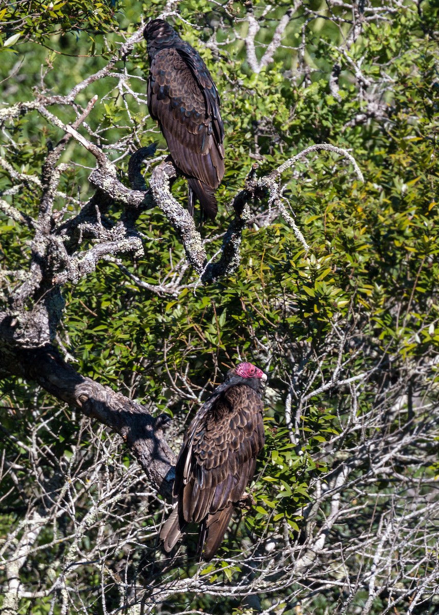 Turkey Vulture - ML620468414