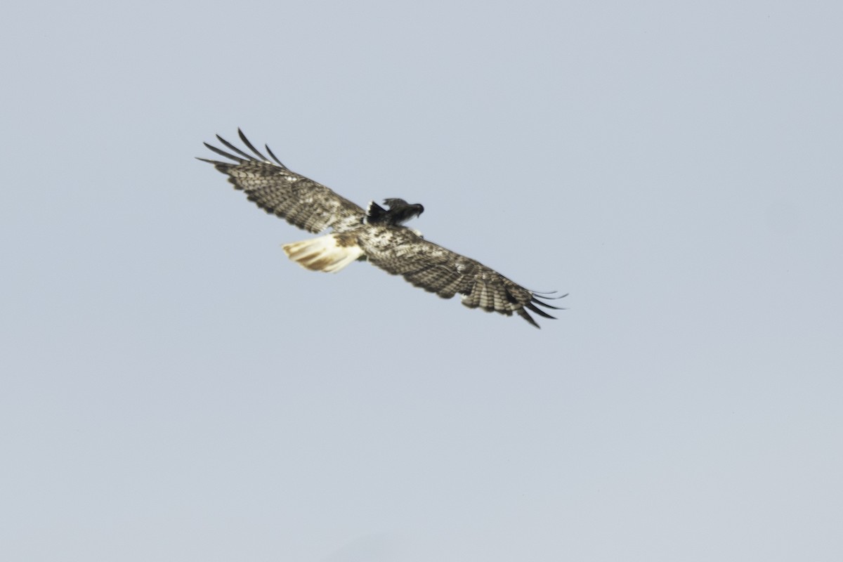 Red-tailed Hawk (Krider's) - ML620468415