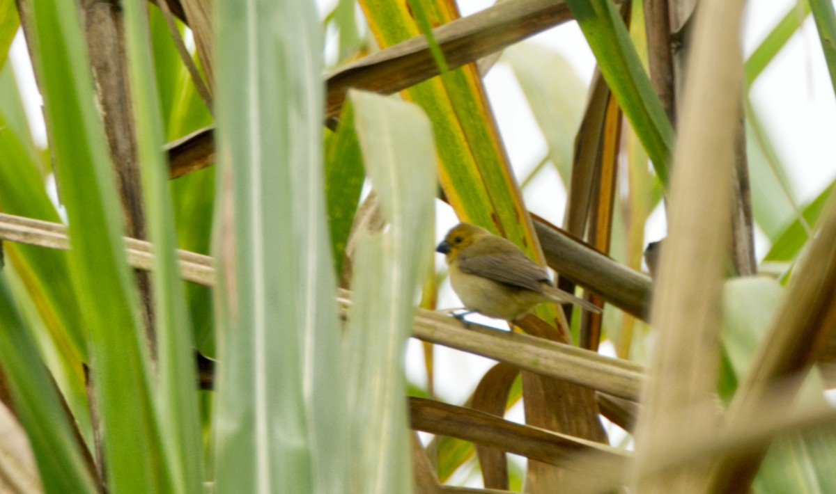 Yellow-bellied Seedeater - ML620468417