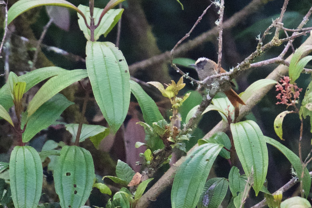 Light-crowned Spinetail - ML620468419