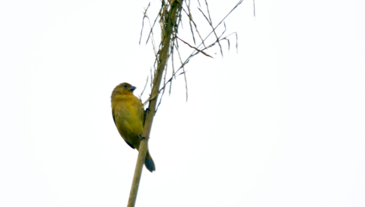 Yellow-bellied Seedeater - ML620468420