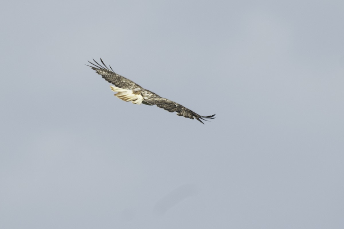 Red-tailed Hawk (Krider's) - ML620468422