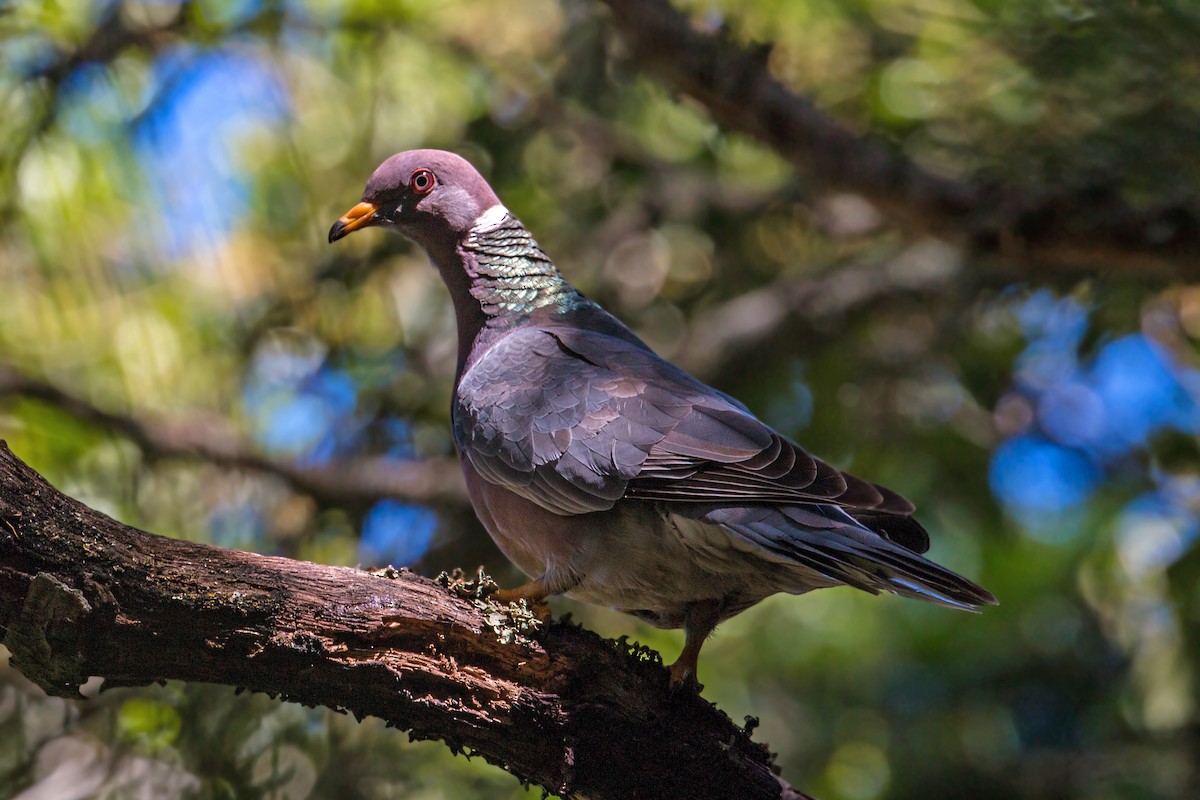 Band-tailed Pigeon - ML620468425