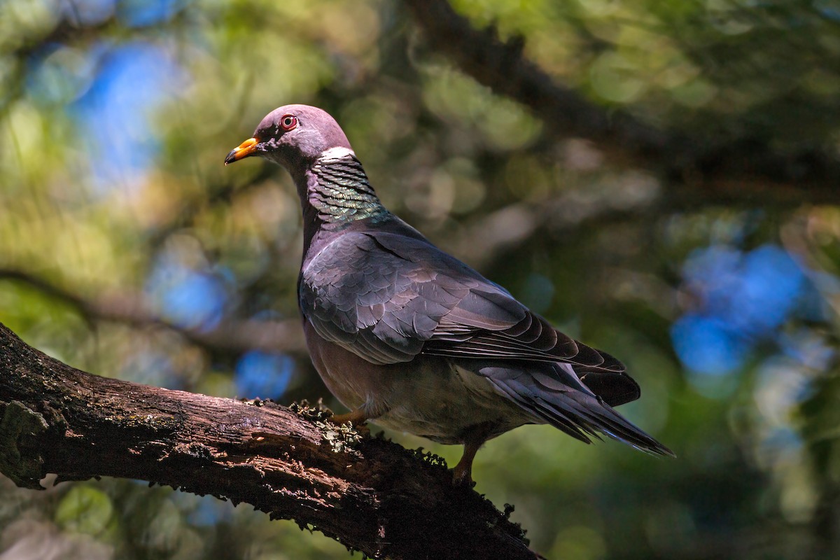 Band-tailed Pigeon - ML620468428
