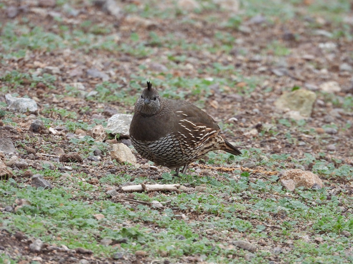 California Quail - ML620468435