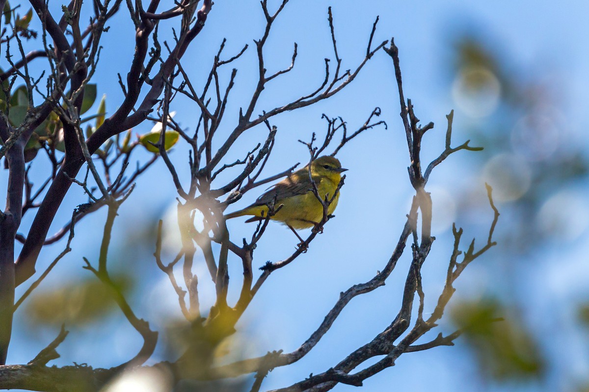 Orange-crowned Warbler - William Clark