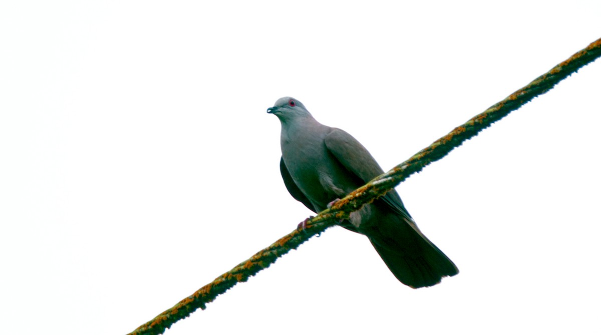 Pigeon de Goodson - ML620468441