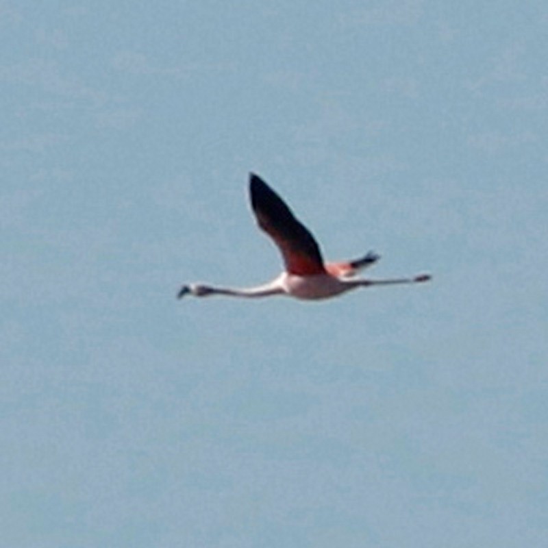 Chilean Flamingo - ML620468453