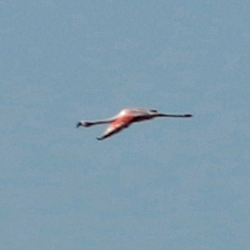 Chilean Flamingo - J. Simón Tagtachian