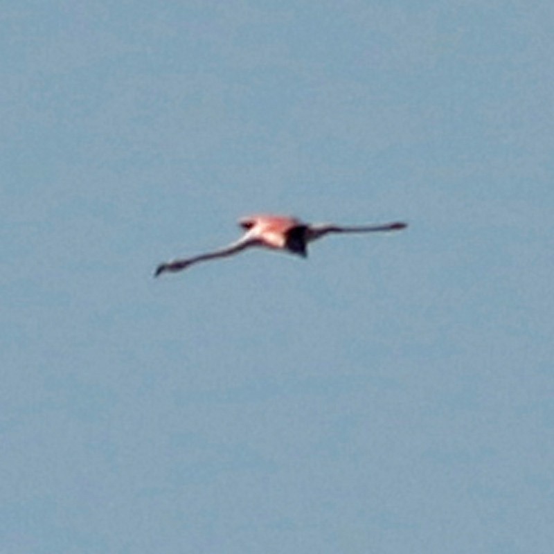 Chilean Flamingo - ML620468459