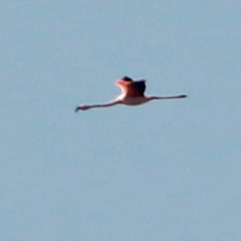Chilean Flamingo - ML620468460