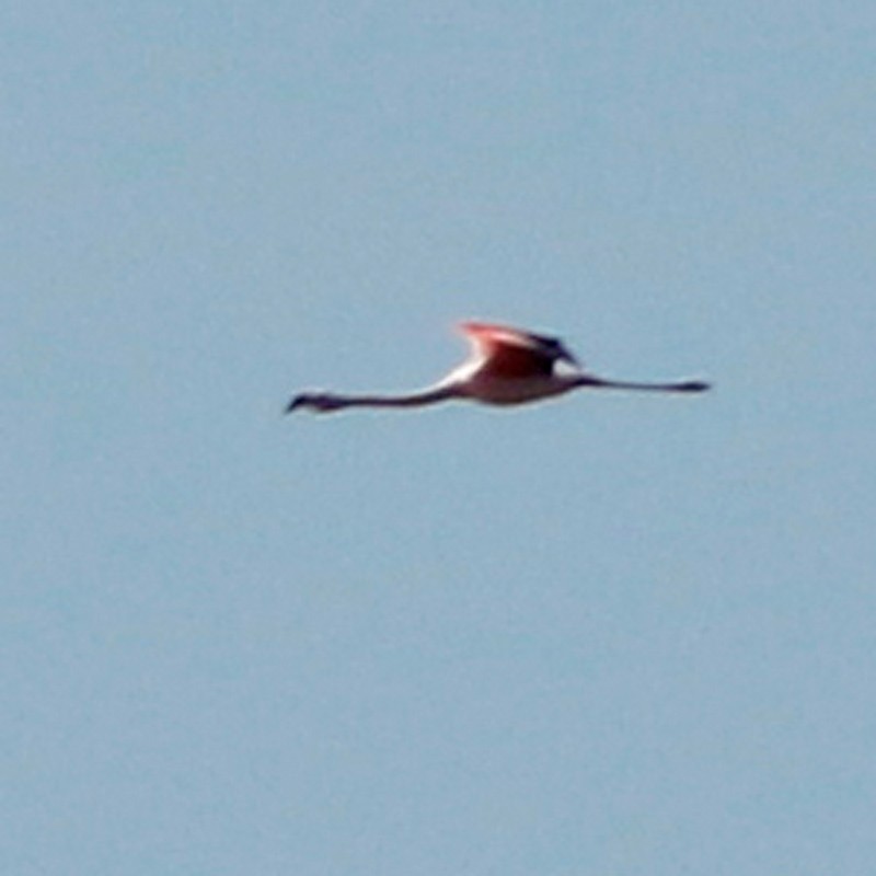 Chilean Flamingo - ML620468461