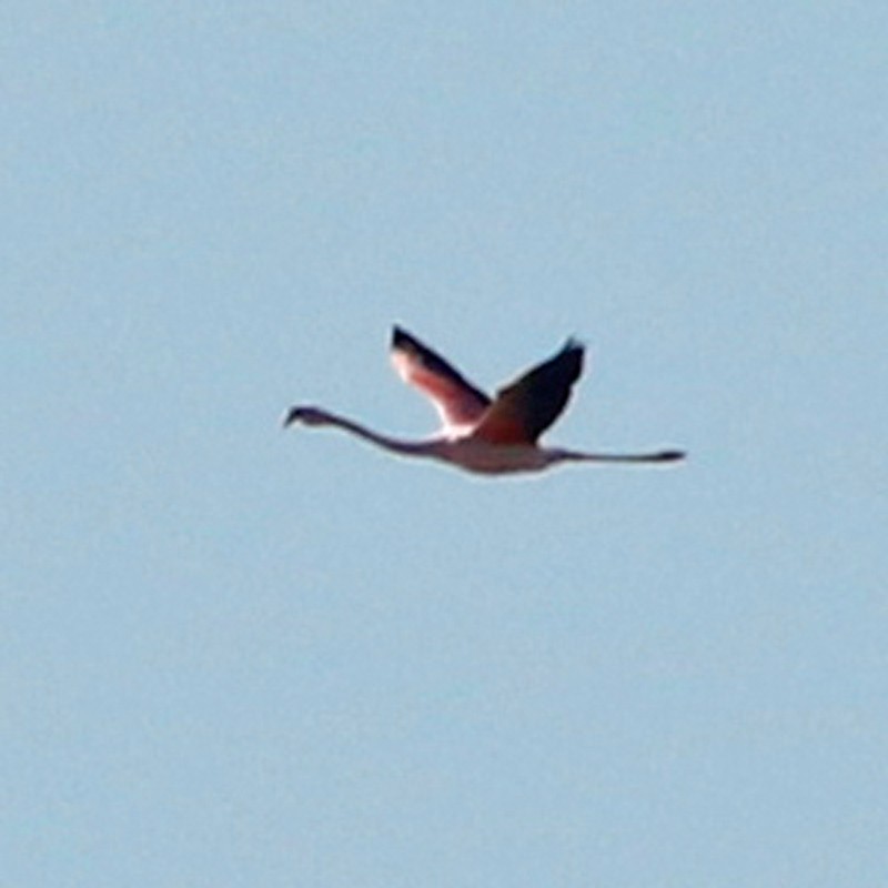 Chilean Flamingo - ML620468462