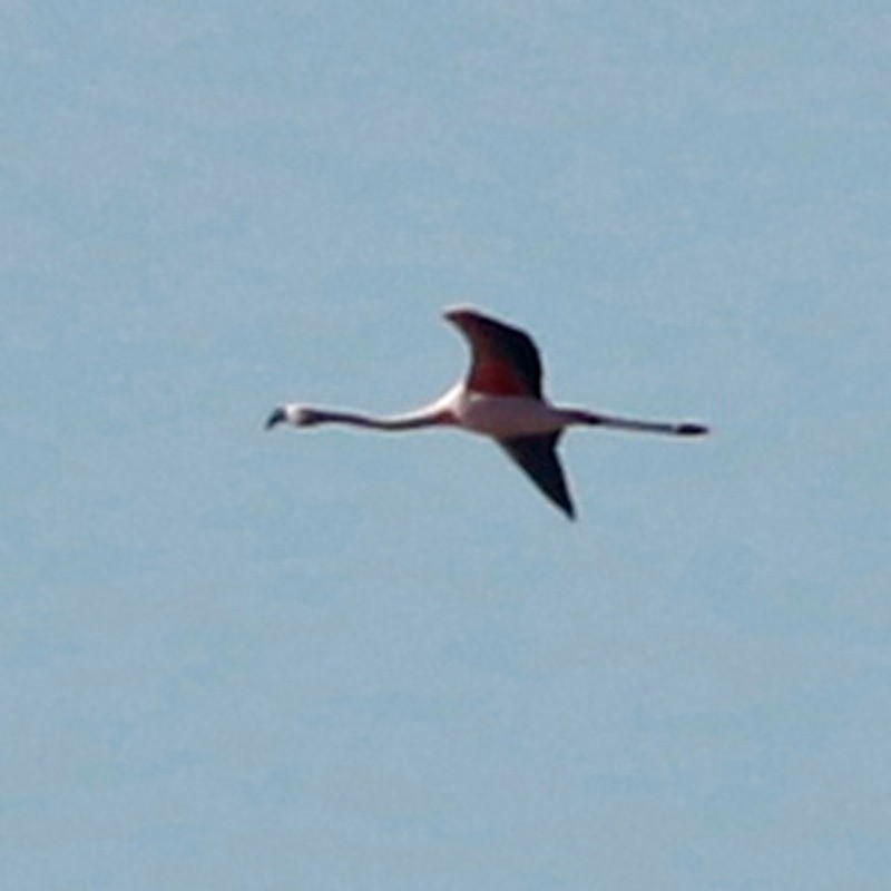 Chilean Flamingo - ML620468464