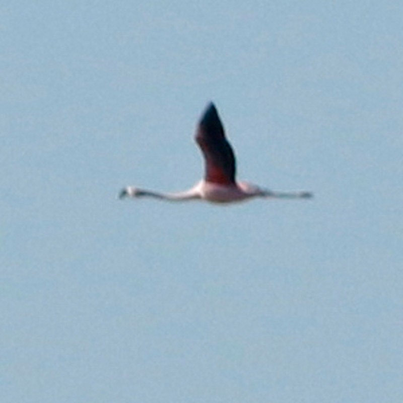 Chilean Flamingo - ML620468465