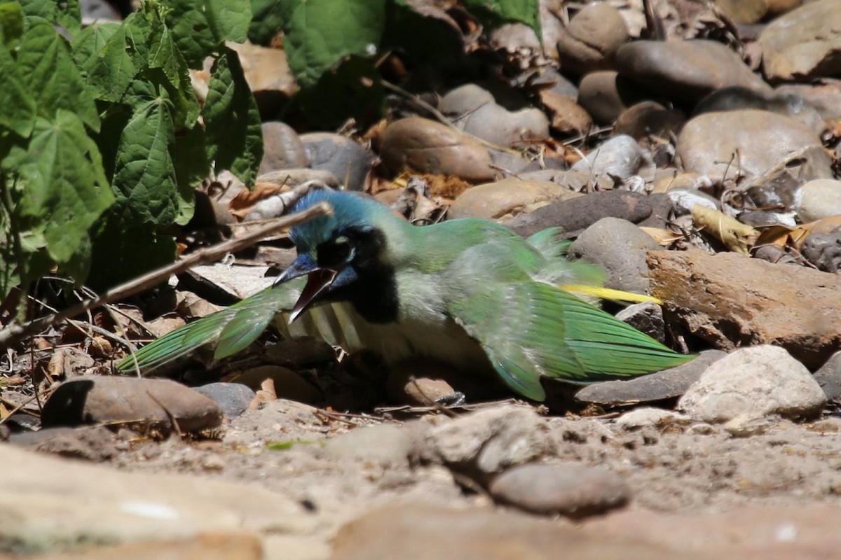 Green Jay - ML620468471